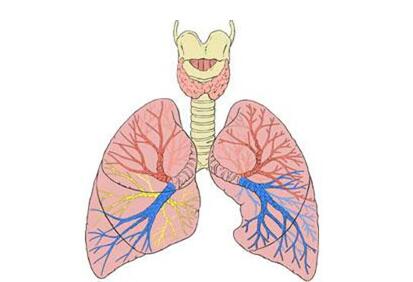 支气管炎患病原因